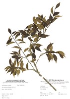 藏品(圓葉冬青)的圖片